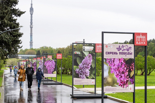 Тематическая фотовыставка «Победные сорта сирени»